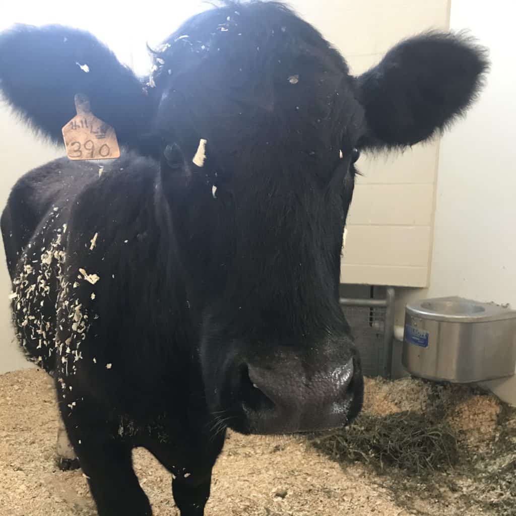 Bhramena, a gorgeous black cow with fluffy ears, looking straight at the viewer, a yellow tag with "390" written on it in his right ear. 