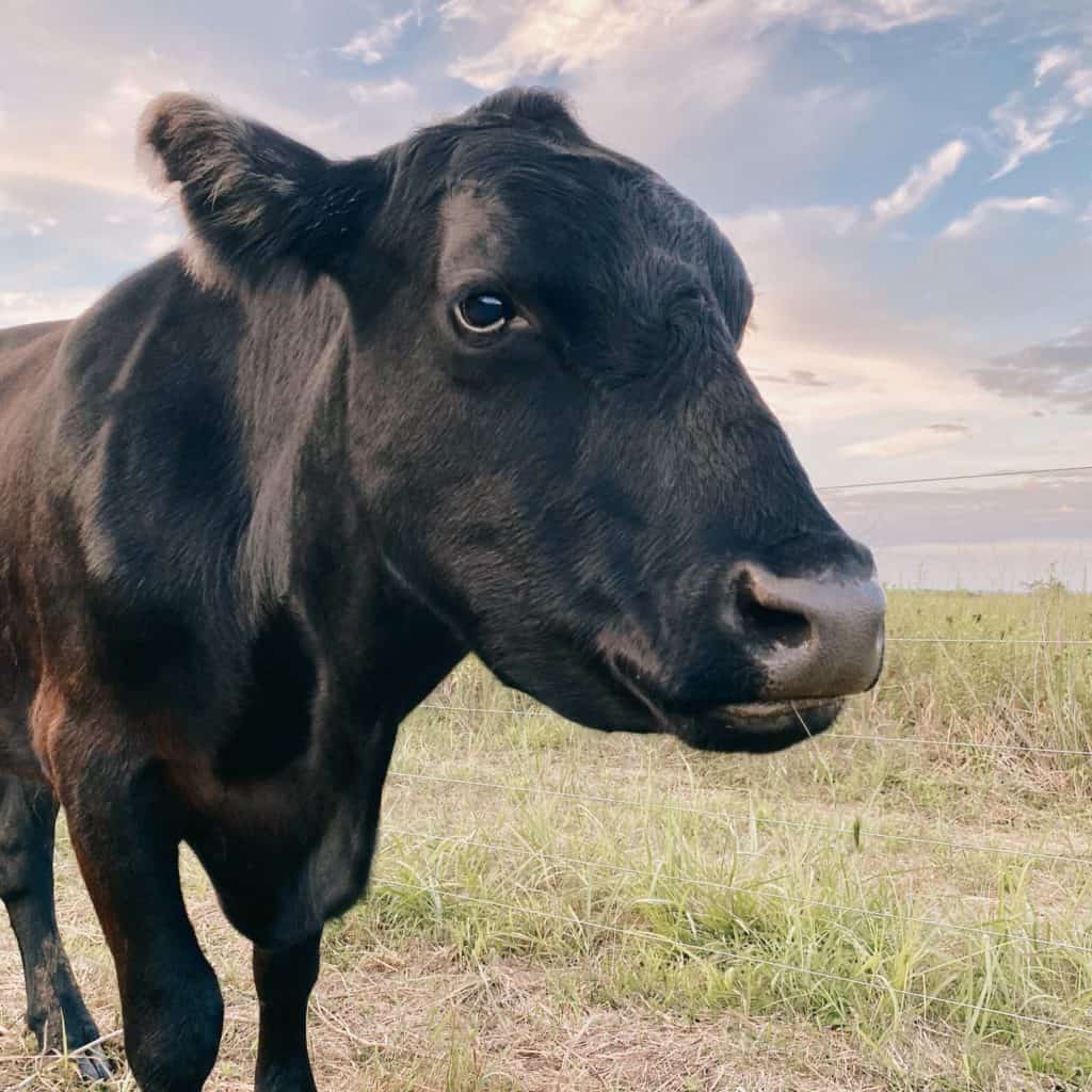 Max, a beautiful black cow with a shiny coat, viewed in profile against the backdrop of the open Iowa sky.