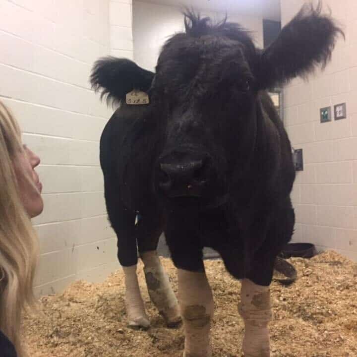 Cooper, a black cow with fluffy ears and casts on all four of his legs, standing in a stall at a veterinary clinic.