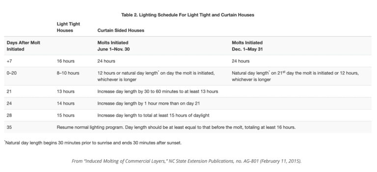 A lighting schedule for forced molting (starvation) of laying hens in the egg industry. The table includes a 7 day period of constant light. This light manipulation is used in combination to removal of food (starvation) to "refresh" laying hens reproductive system in order to force another cycle of eggs.