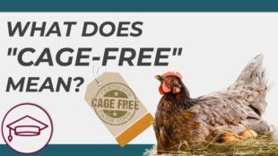 What Does Cage-Free Eggs Mean? (eCourse)