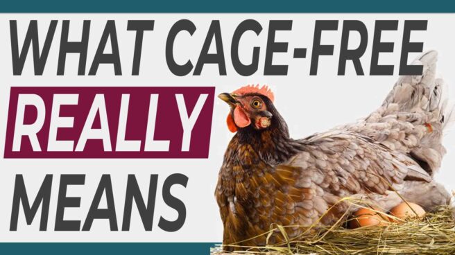 The text "What does "cage-free" mean?" next to a hen sitting on a nest of eggs. A label tag stamped with "certified cage free farm eggs" hangs off of the text.