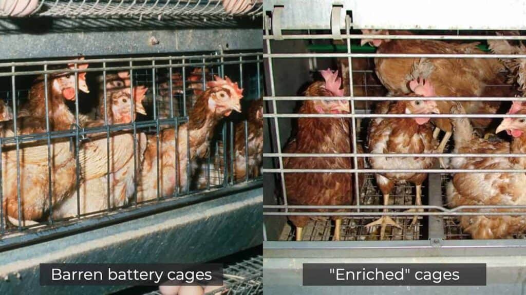 A side-by-side comparison of hens in barren battery cages versus "enriched" cages, showing little difference. Hens in "enriched" cages are only granted less than a single playing card of additional space over battery cages.