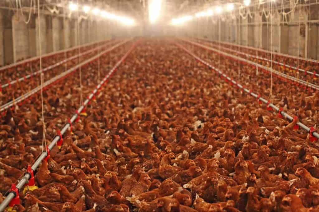 A sea of laying hens so crowded inside a cage-free facility that the floor is not even visible. This extreme overcrowding leaves some cage-free hens without much more room than battery cages, resulting in many of the same mental and physical consequences.