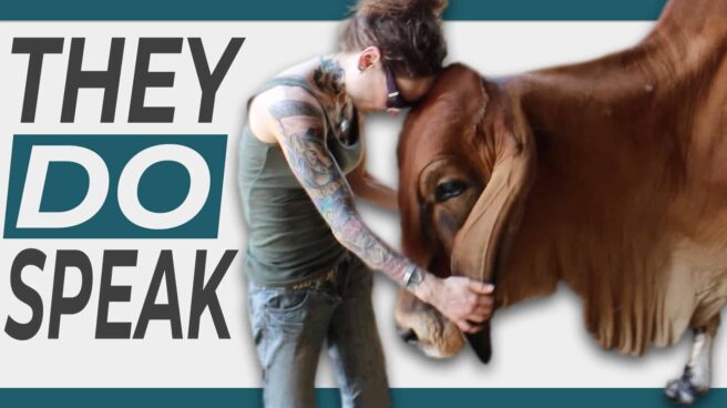 Emily Moran Barwick, founder of Bite Size Vegan, touching her head affectionately to the head of Bhima, a massive rescued Brahman bull. To the left is the text "They Do Speak"