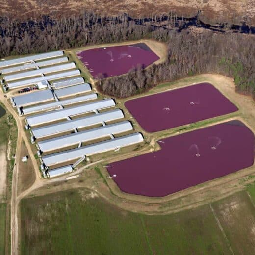 Aerial view of three massive animal waste manure storage lagoons at a North Carolina pig farm, very close to a river.