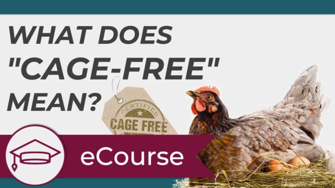 The text "What does "cage-free" mean?" next to a hen sitting on a nest of eggs. A graduate cap icon with the banner "eCourse" is in the lower left corner.