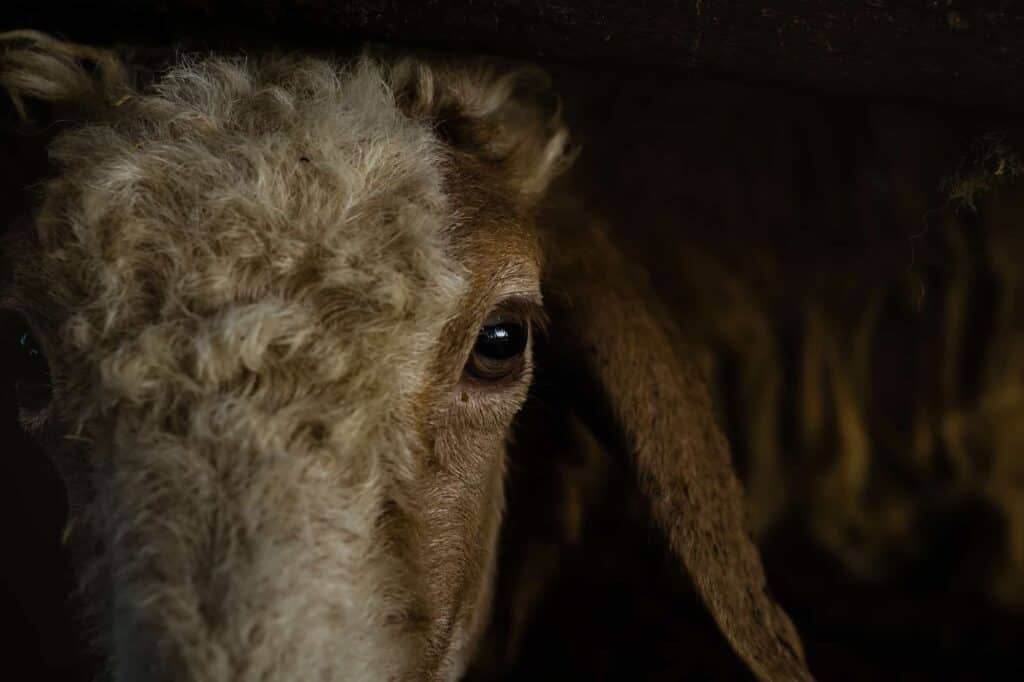 Close up of a brown sheep with wide eyes just prior to religious ritual slaughter.
