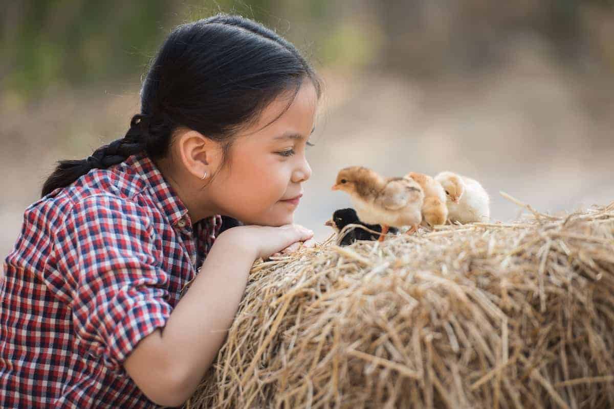 A young girl face-to-face with baby chicks sitting on a bale of hay while learning about veganism at a farmed animal sanctuary.