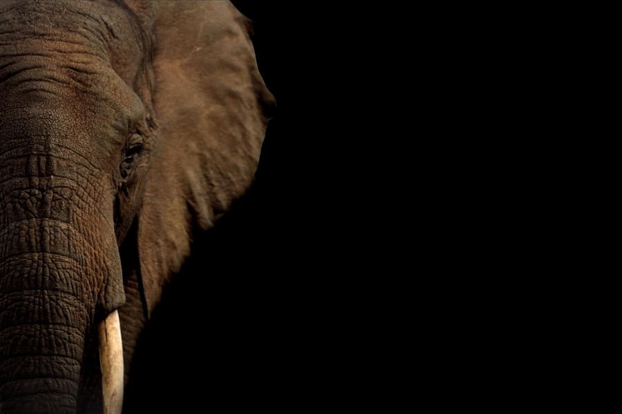 An endangered Asian elephant, increasingly poached for their skin to make exotic leather.
