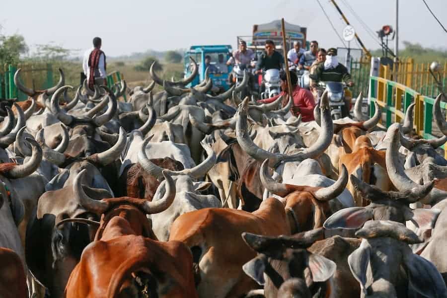 A herd of cows being marched to slaughter without food or water, to be skinned for the leather industry.