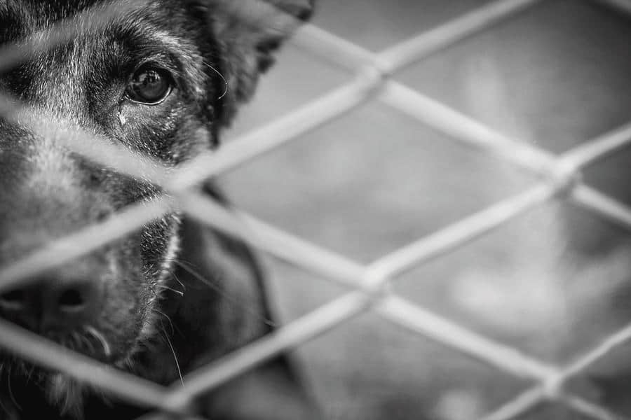 A dog caged in the dog meat and leather industry, looking with pleading eyes trough the metal fencing.