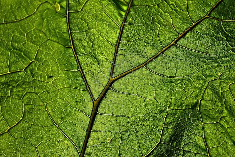 A close up view of the surface of a leaf used as a vegan leather alternative.