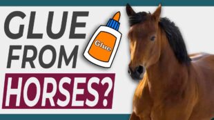 Is Glue Made from Horses? Is Glue Vegan?