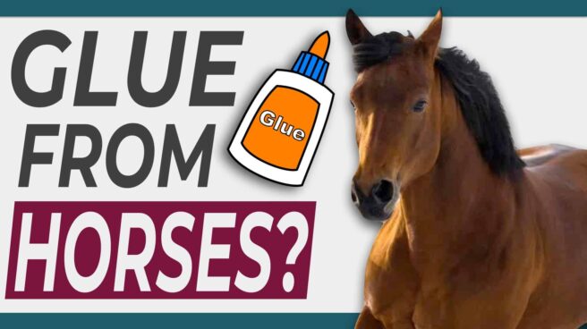 A horse in motion next to a cartoon glue bottle and the text "Glue From Horses?"