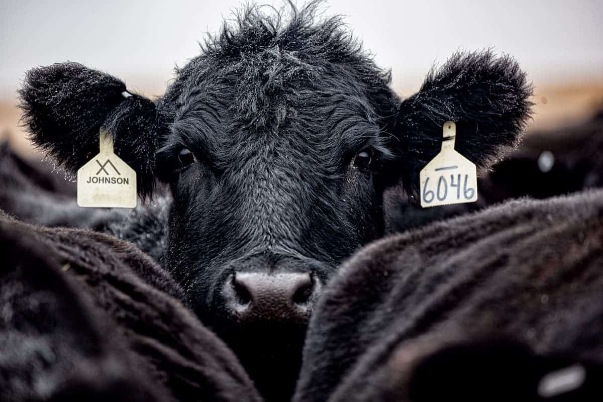 A cow with tags in both ears staring directly at the viewer from within a crowd of other cows being herded to slaughter.