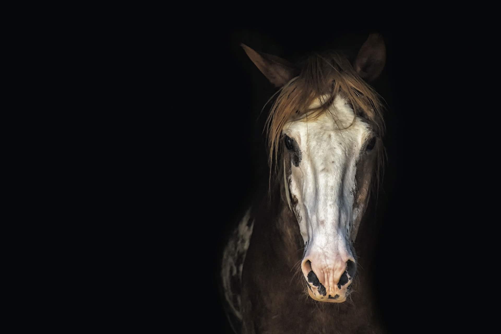 A horse staring directly at the viewer, in a completely black space, symbolic of unwanted horses.
