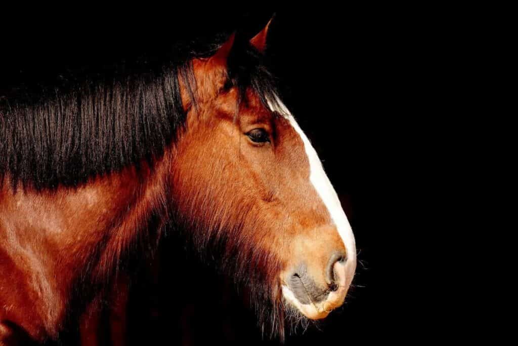 A horse seen in profile against a stark black background.