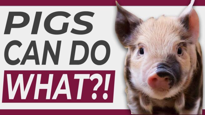 An adorable spotted piglet next to the text "Pigs can do what?!" referring to surprising facts about pigs.