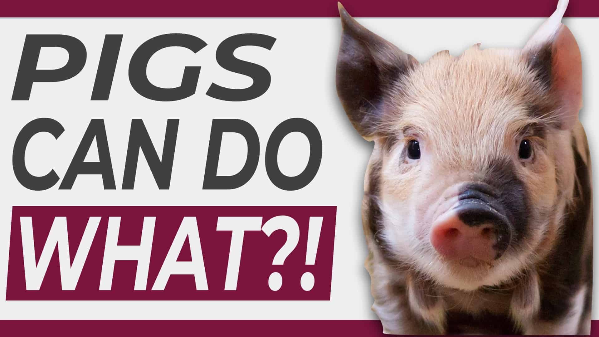 10 Surprising Facts About Pigs