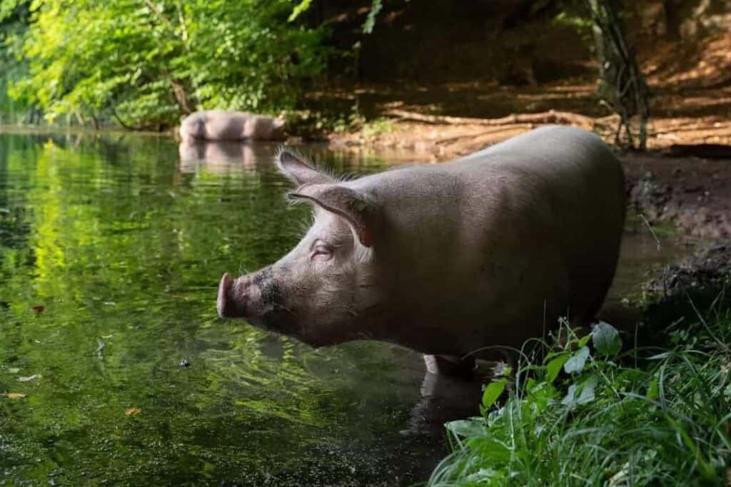 Two pigs wading in a beautiful pond out in nature.