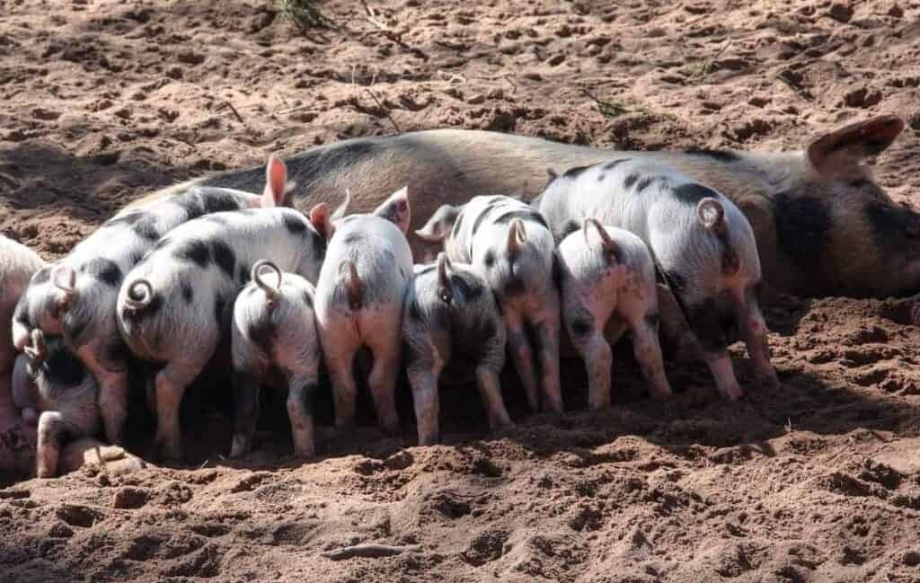 A mother pig nursing her piglets.
