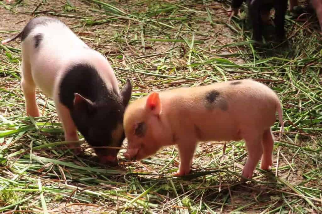 Two piglets showing empathy and affection with one another.