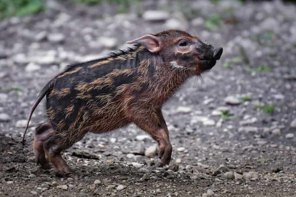 A spotted piglet jumping and playing.