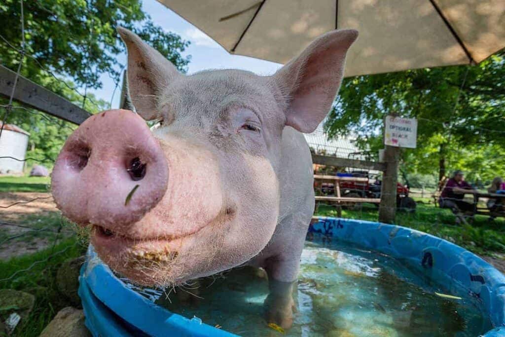 Esther the Wonder Pig showing her personality and looking blissfuly happy in a kiddie swimming pool.