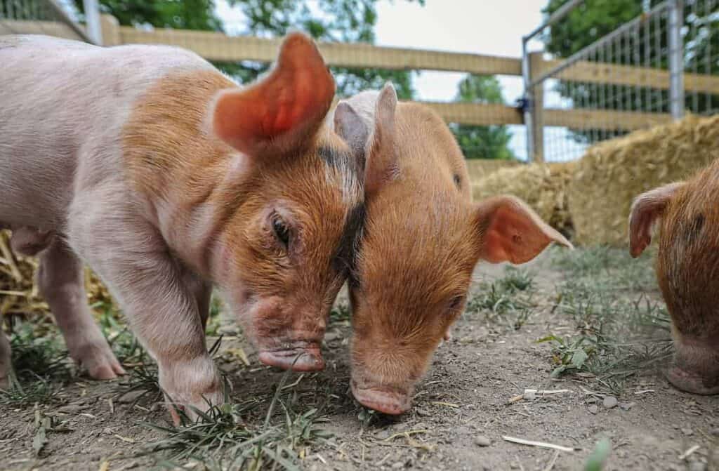 Two piglets nuzzling one another with affection.