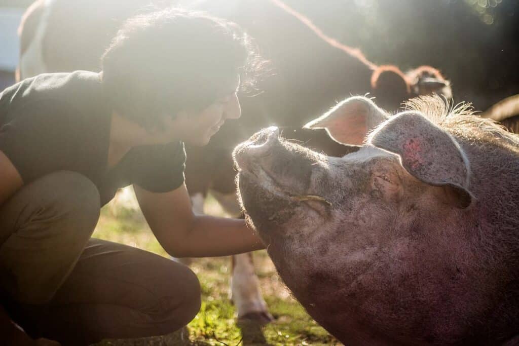 A man and a pig looking into one another's eyes and smiling in the sunlight.