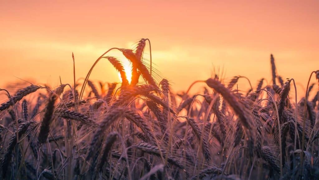 The sun setting over a field of wheat.