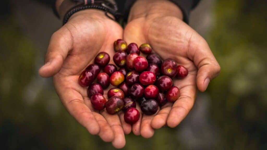 Two hands cupped together holding bright and shiny berries.