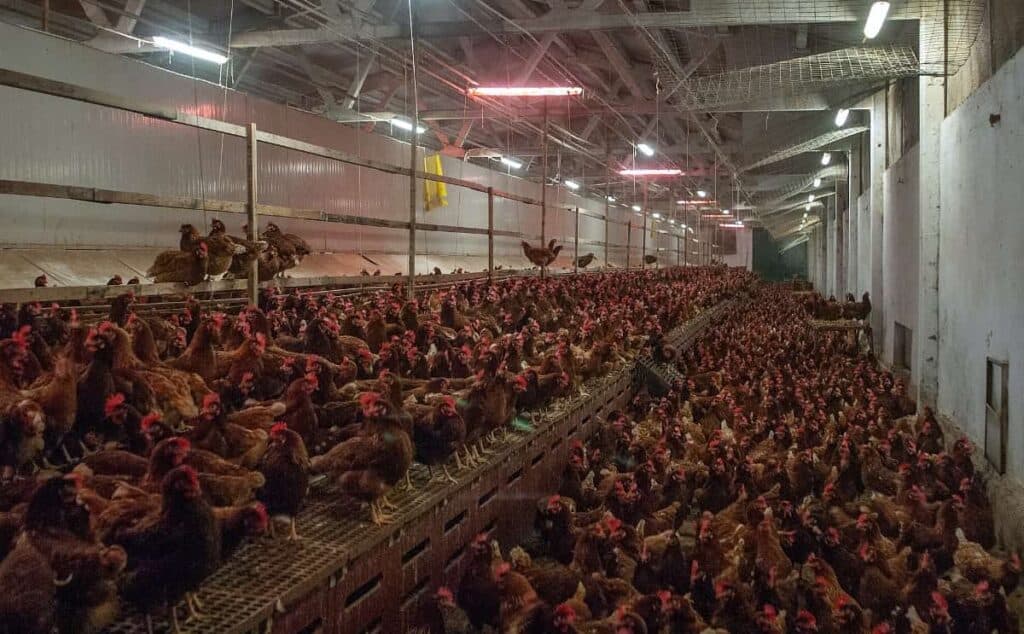 Hundreds of chickens in a very crowded shed on an organic, cage-free egg farm.