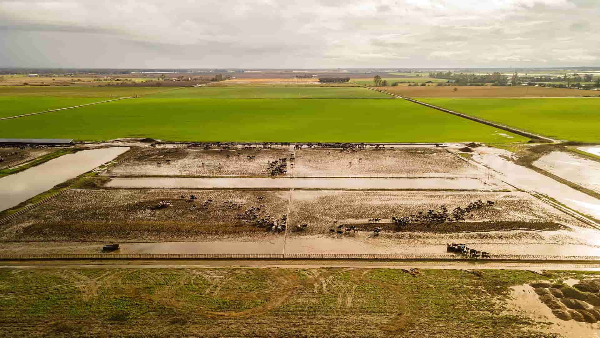 Aerial view of dairy cows standing in mud and receding flood waters after a series of eight atmospheric rivers battered the state of California.