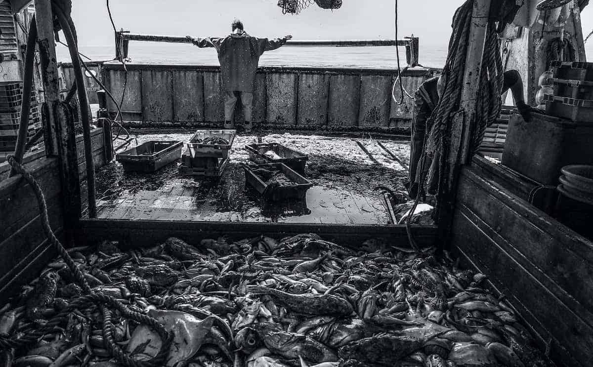 The deck of a trawler littered with dead fish and other marine life after fishing nets have been pulled aboard; bycatch—animals who are not the fishing target—are numerous.