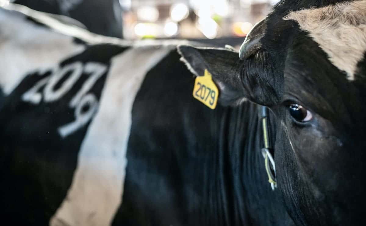 Close up of a cow with an ear tag and marking on her body, both reading "2079"—the number she has been given as "inventory" in the dairy industry.