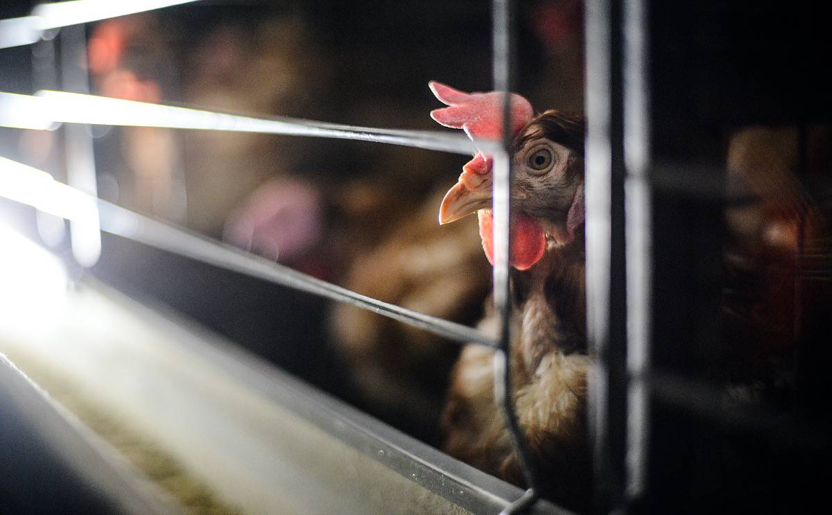 A hen confined to a battery cage in the egg industry looks out through the bars of her cramped enclosure.