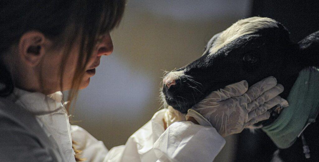 A woman holding the face of a young calf in her hands as he is being rescued from the dairy industry.