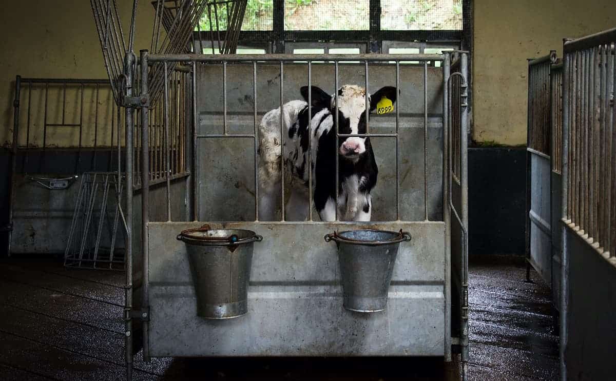 A calf is kept in a small metal cage away from her mother at a dairy farm so that her mother's milk may be harvested for humans.