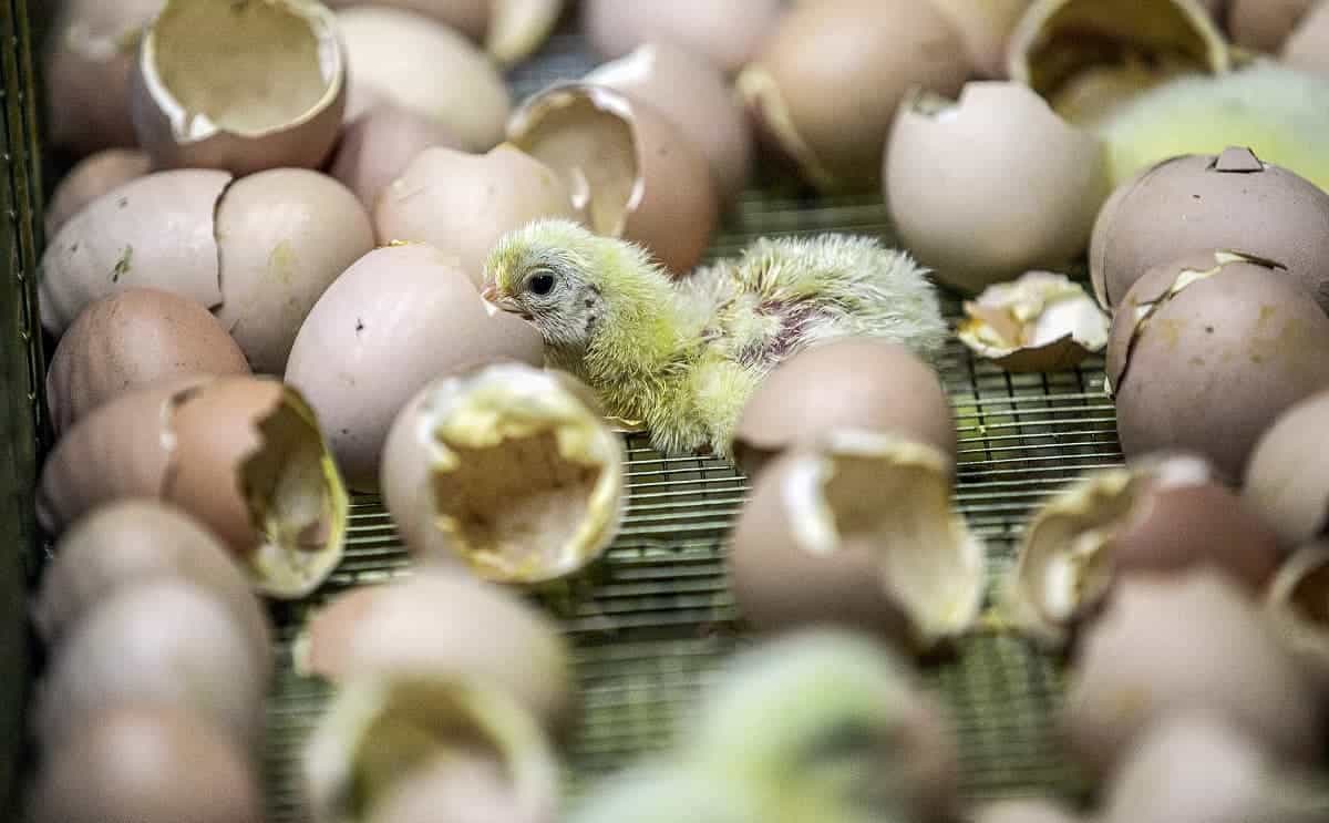 A weak, freshly-hatched baby chick in the egg industry, lying on a wire tray surrounded by egg shells, bound for maceration (being ground up alive).