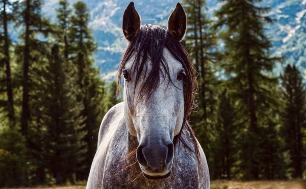 A gorgeous horse looking face-on at the viewer with a beautiful line of trees in the background.
