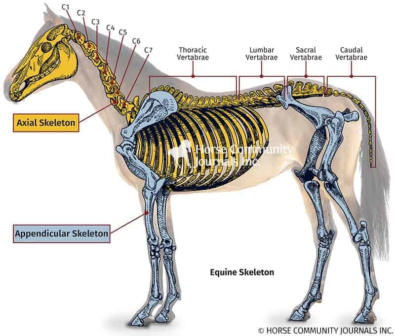 An anatomical illustration of a horse skeleton with colored delineation of the axial and appendicular skeleton. The appendicular skeleton is comprised of the limbs and pelvis. The axial skeleton is comprised of the skull, vertebral column, sternum, and ribs.