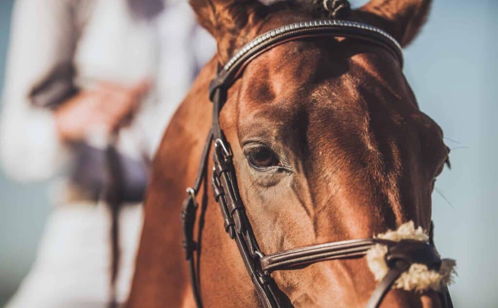 Close up of a horse's face strapped with a leather bridle; the rider sitting on his back is holding the reins.
