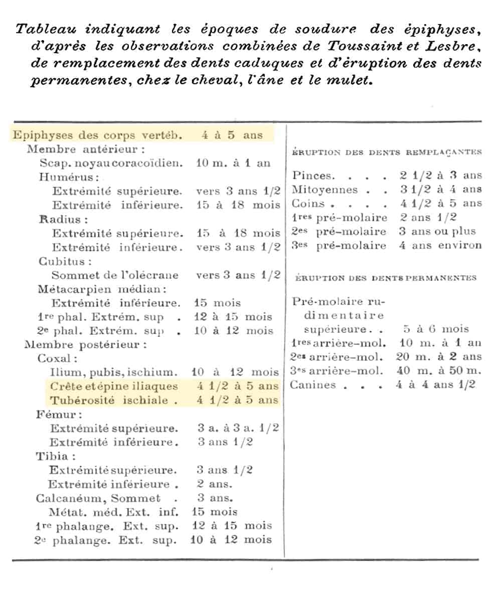 A table of welding times of the epiphyses of horses from an 1897 text (cited in caption). Three entries on the table are highlighted showing: 1) the anterior physis of the vertebral body (within the spine) as fusing between 4–5 years of age; 2) the epiphyseal parts [of the pubis] as fusing at 4.5–5 years of age.