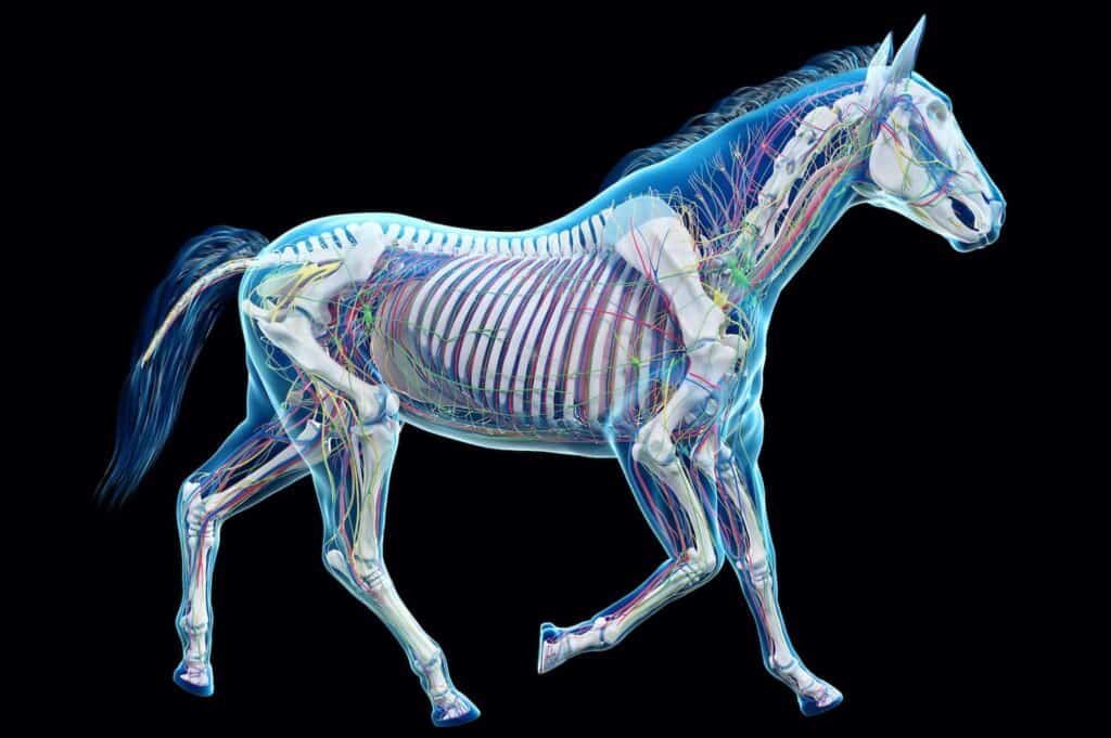 A 3D rendered medically accurate illustration of the equine anatomy, showing the horse skeletal structure and nervous system.