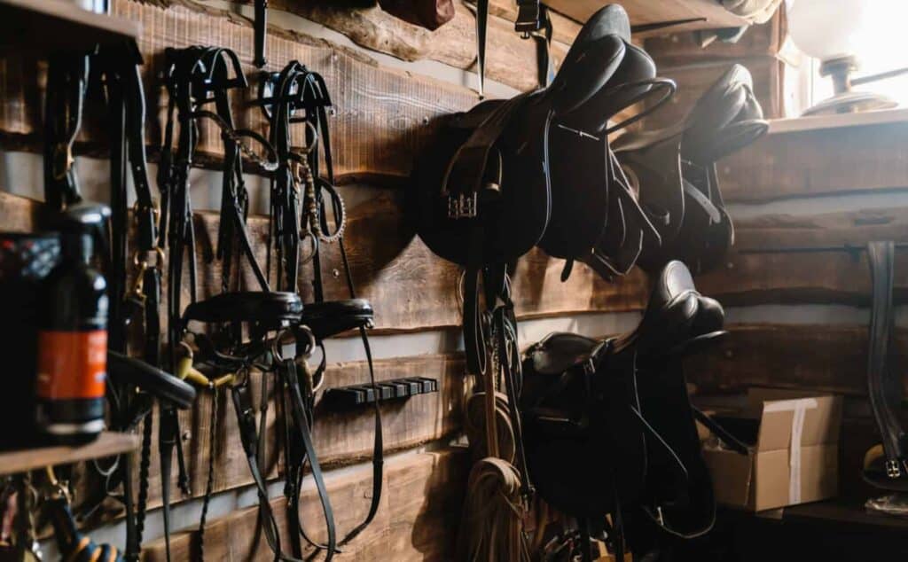 Leather horse tack (equipment) hanging on wall in stable; includes saddles, bridles, bits and reins.