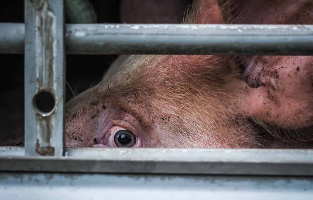 Close up of a terrified pig looking directly at the viewer through the slat of a livestock trailer on the way to slaughter.